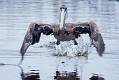 Brown Pelican-8